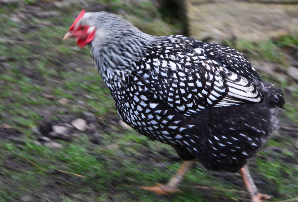 Chicken meet and greet