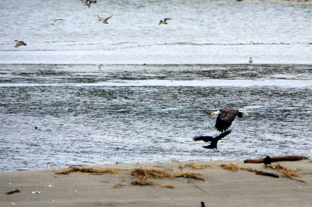 20150206-Ss-Birds-Hansville-(11)