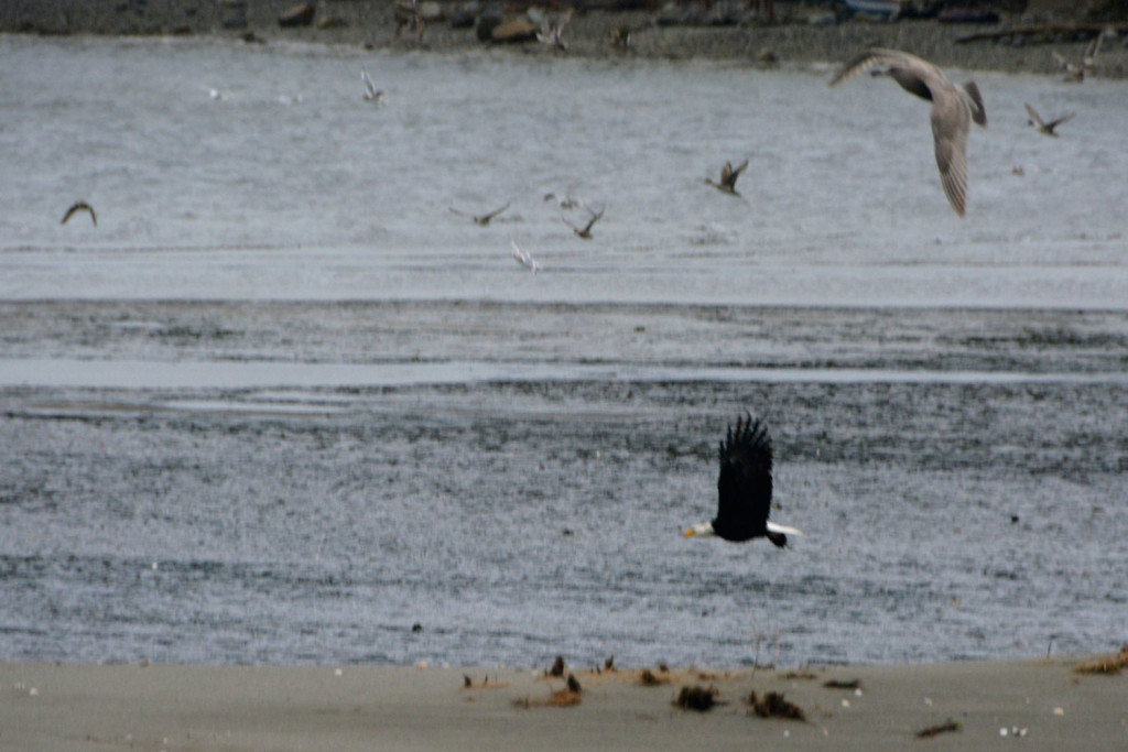 20150206-Ss-Birds-Hansville-(12)