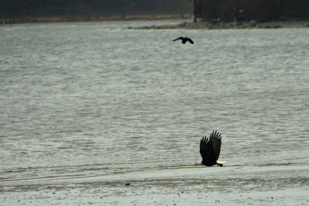 20150206-Ss-Birds-Hansville-(14)