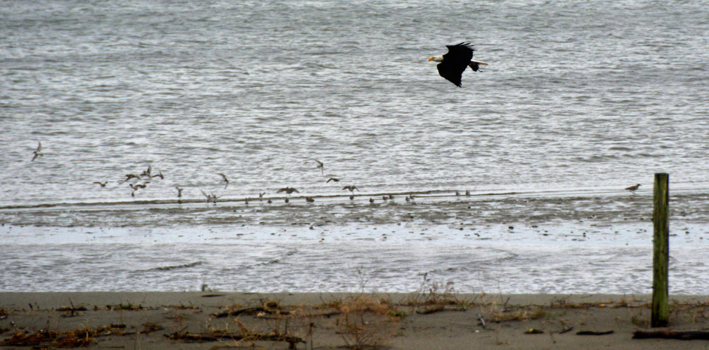 20150206-Ss-Birds-Hansville-(16)