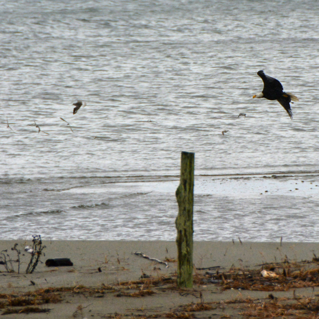 20150206-Ss-Birds-Hansville-(17)