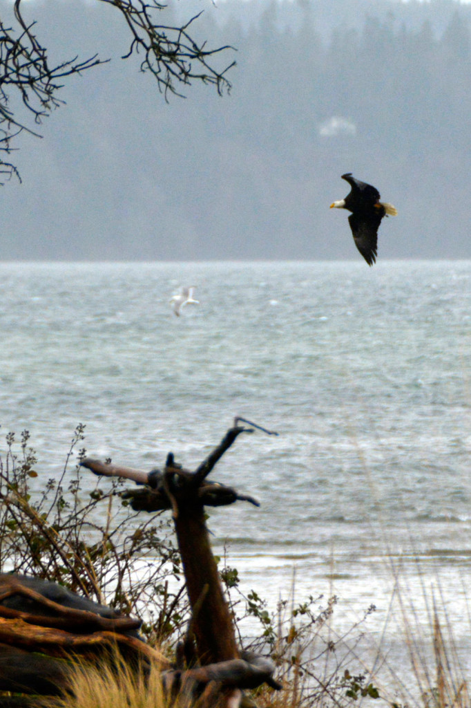 20150206-Ss-Birds-Hansville-(25)