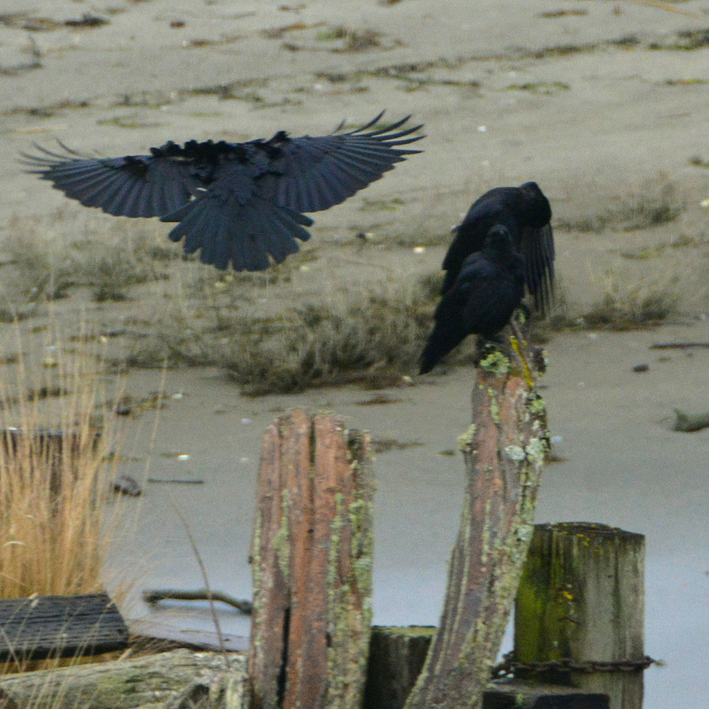 20150206-Ss-Birds-Hansville-(4)