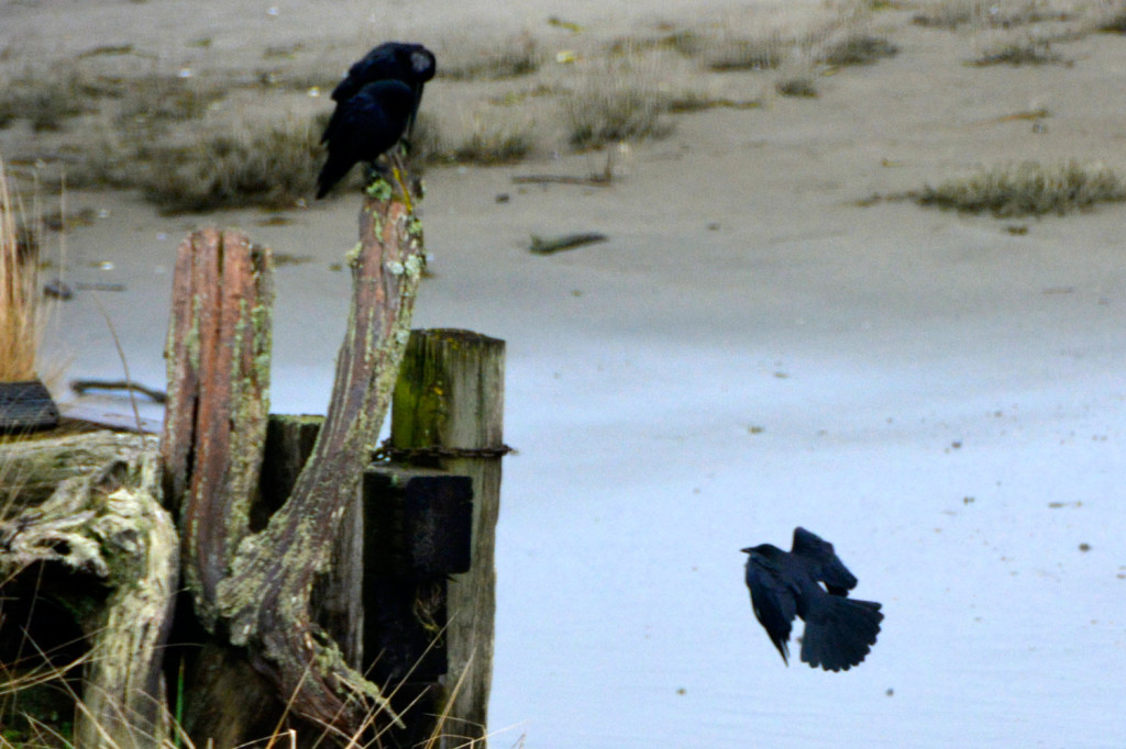 20150206-Ss-Birds-Hansville-(8)