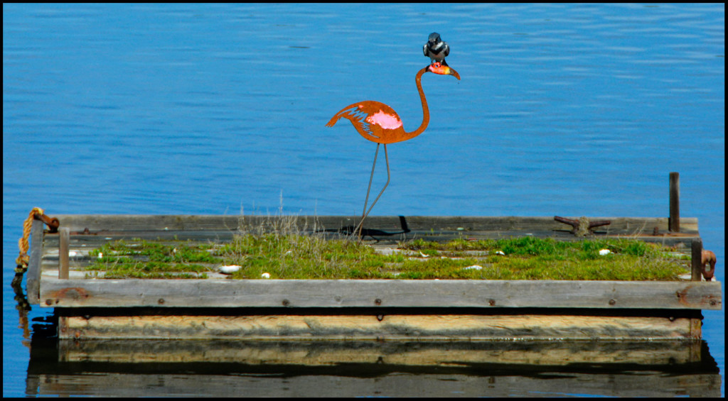 20150318-Kingfisher-(16)