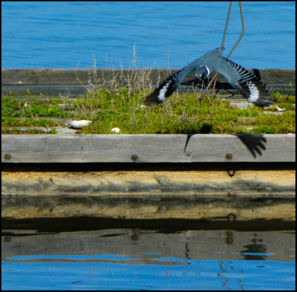 20150318-Kingfisher-(18)