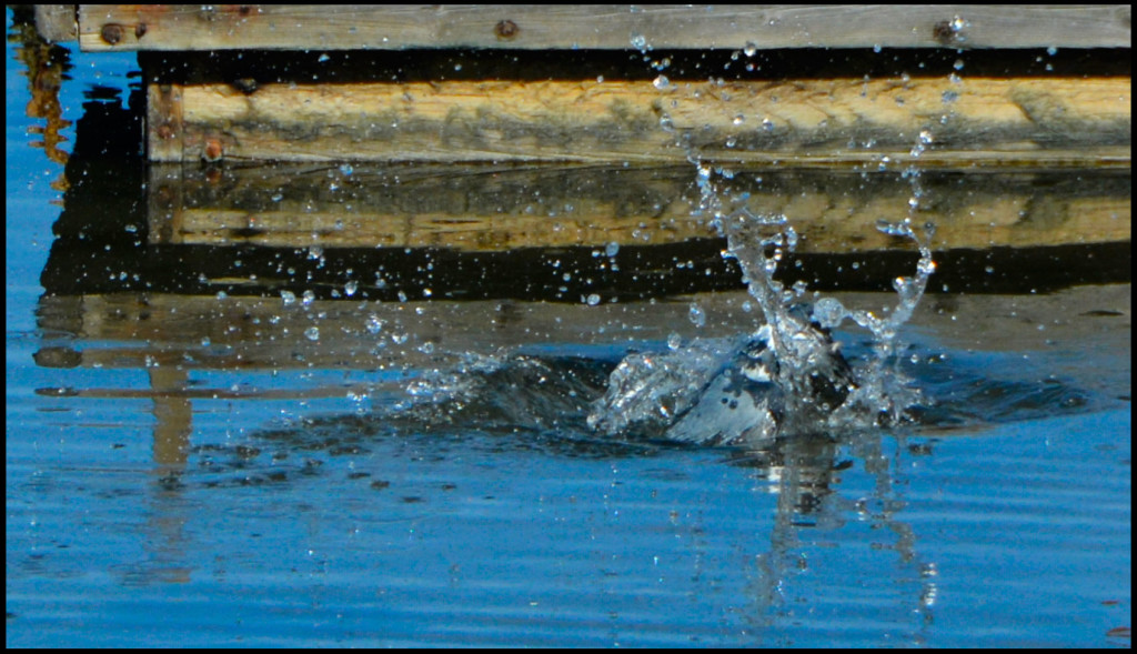 20150318-Kingfisher-(20)