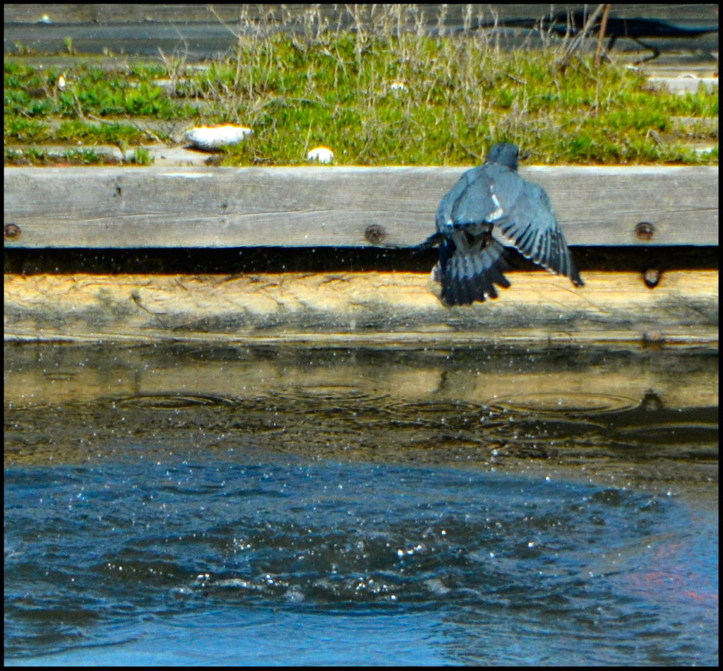 20150318-Kingfisher-(21)