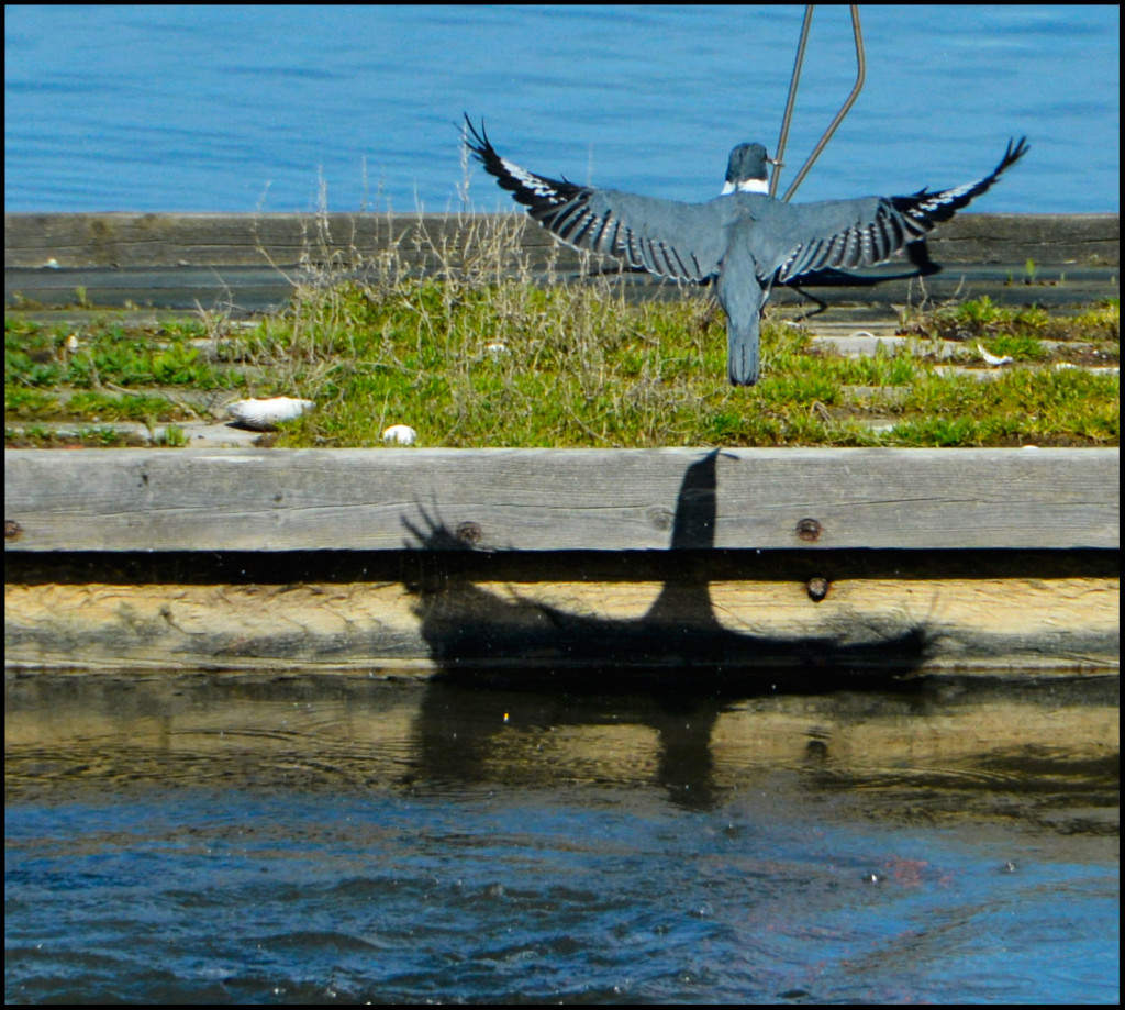 20150318-Kingfisher-(22)