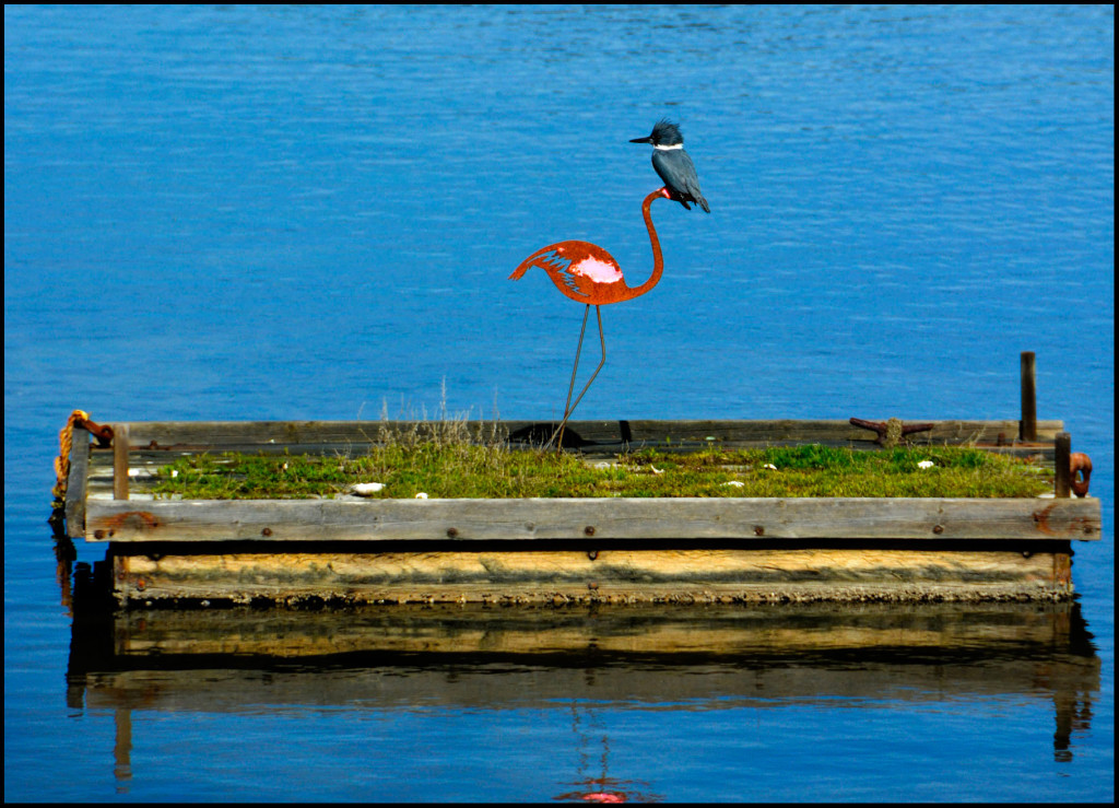 _20150318-Kingfisher-(3)