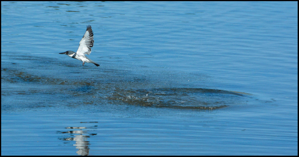 20150318-Kingfisher-(30)