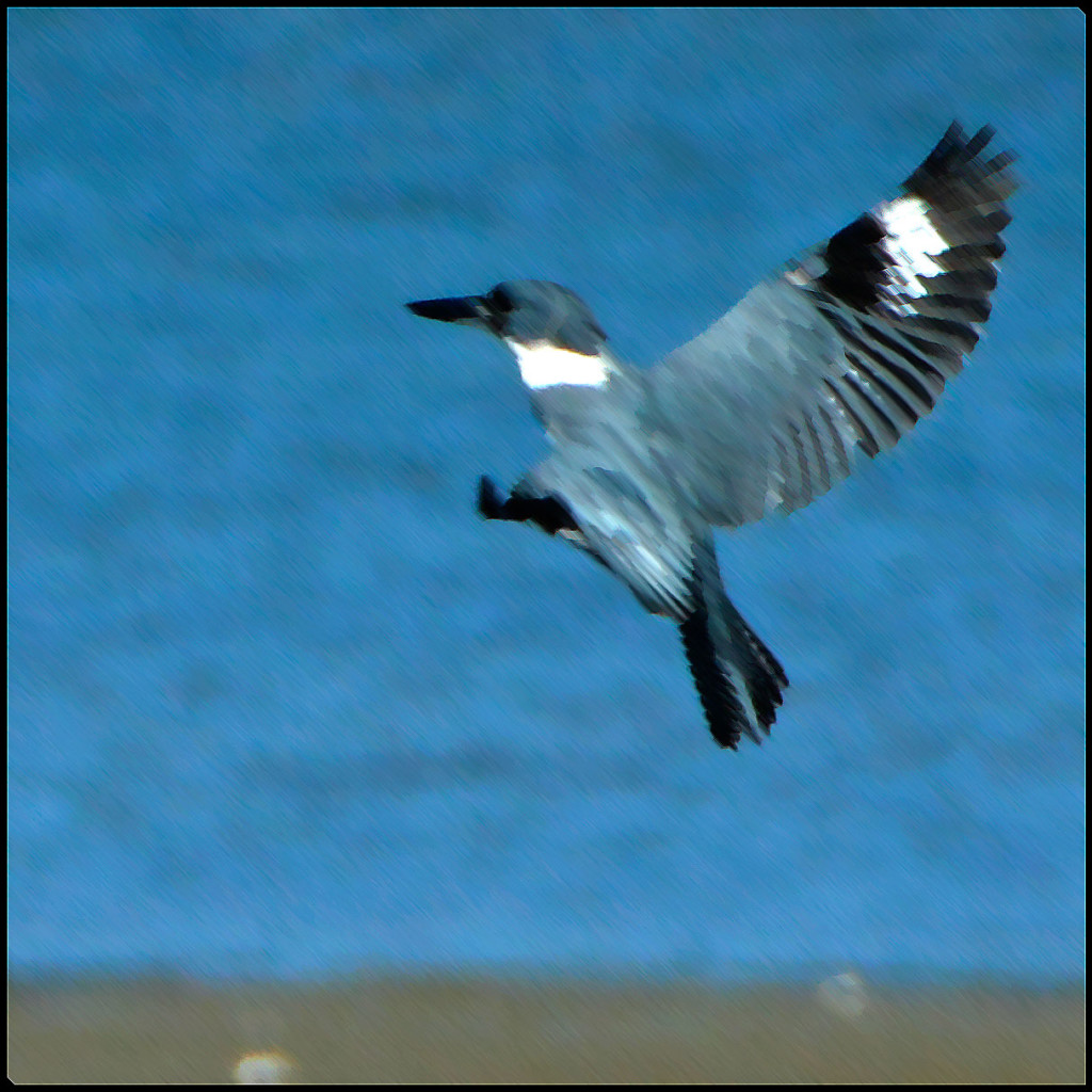 20150318-Kingfisher-(33)