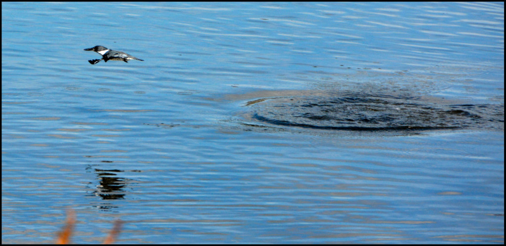 20150318-Kingfisher-(62)