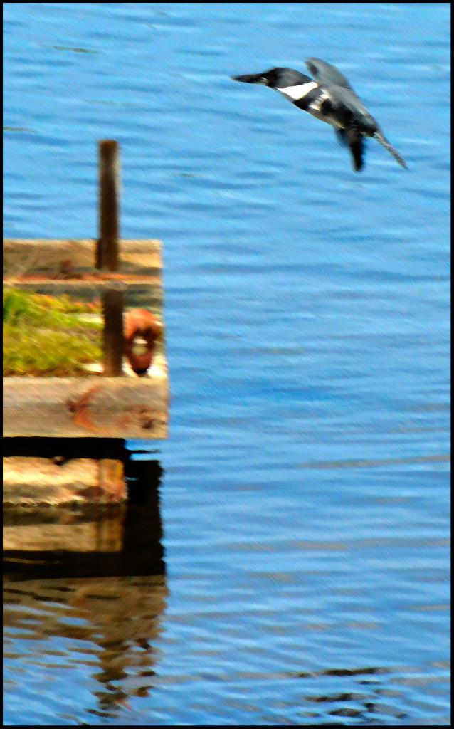 20150318-Kingfisher-(63)