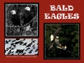 013-015-Eagle-R