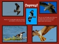 014-023-Osprey-L