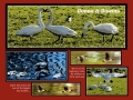 015-005-GeeseSwans-R