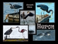 017-017-herons-R