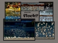 018-016-Flock-L